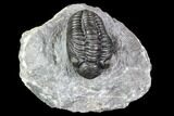 Adrisiops Weugi Trilobite - Scarce Phacopid Species #104962-2